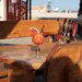 ☀️ Vara asta te asteptam la Complex Poienita din Costinesti! 🌊🍹